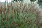Miscanthus sinensis Silberspinne - Ornamental grass with silver central leaf spine